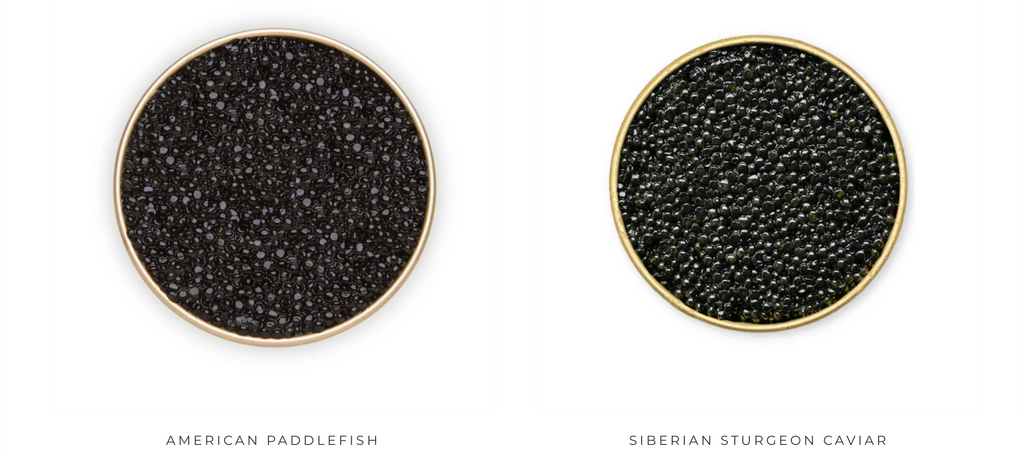 Carnival Celebration 5 Tin Caviar Gift Set with Truffle Butter and Premium Package ( Charity Special Edition )