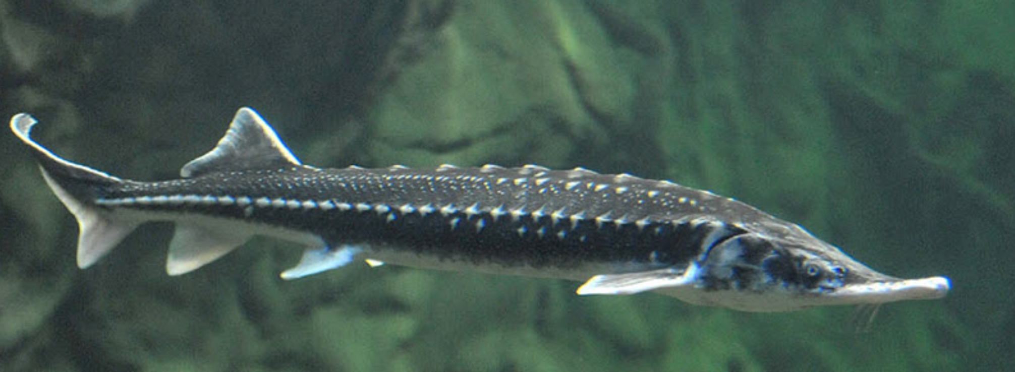 ROYAL SEVRUGA CAVIAR